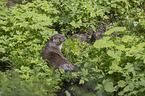 European Otter