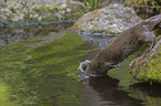 jumping European Otter