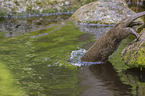 jumping European Otter