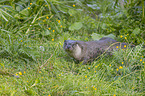 European Otter
