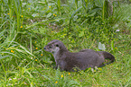 European Otter