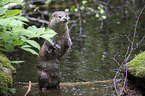 common otter