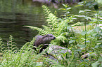 common otter