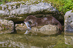 common otter