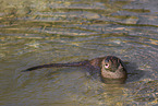 common otter