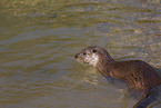 common otter