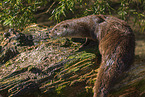 common otter