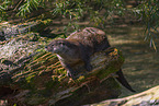 common otter