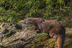 common otter