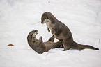 2 common otter