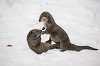 2 common otter