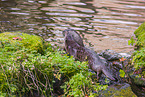 European otter