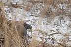 Eurasian otter