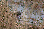 Eurasian otter