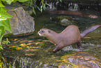 Eurasian otter