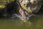 Eurasian otter