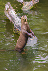 Eurasian otter