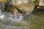 Eurasian otter