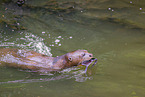 Eurasian otter