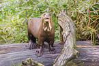 Eurasian otter