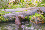 Eurasian otter