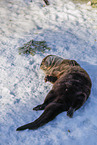 common otter
