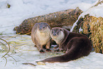 common otter