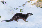 common otter