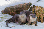 common otter