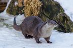 common otter