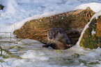common otter