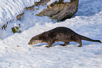 common otter