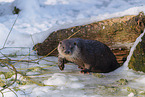 common otter