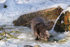 common otter