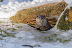 common otter