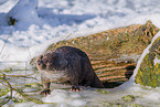 common otter