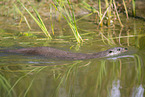 common otter