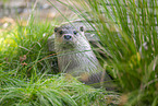 common otter