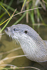 common otter