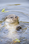 common otter