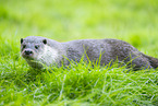 common otter