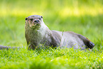common otter