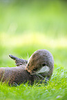 common otter