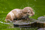 common otter