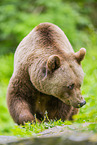 brown bear