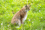 lynx
