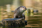 European otter