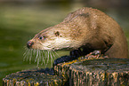 European otter