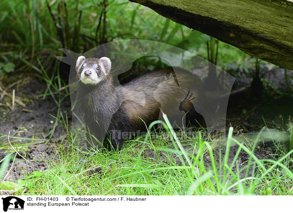 stehender Europischer Iltis / standing European Polecat / FH-01403