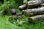 European Polecat portrait